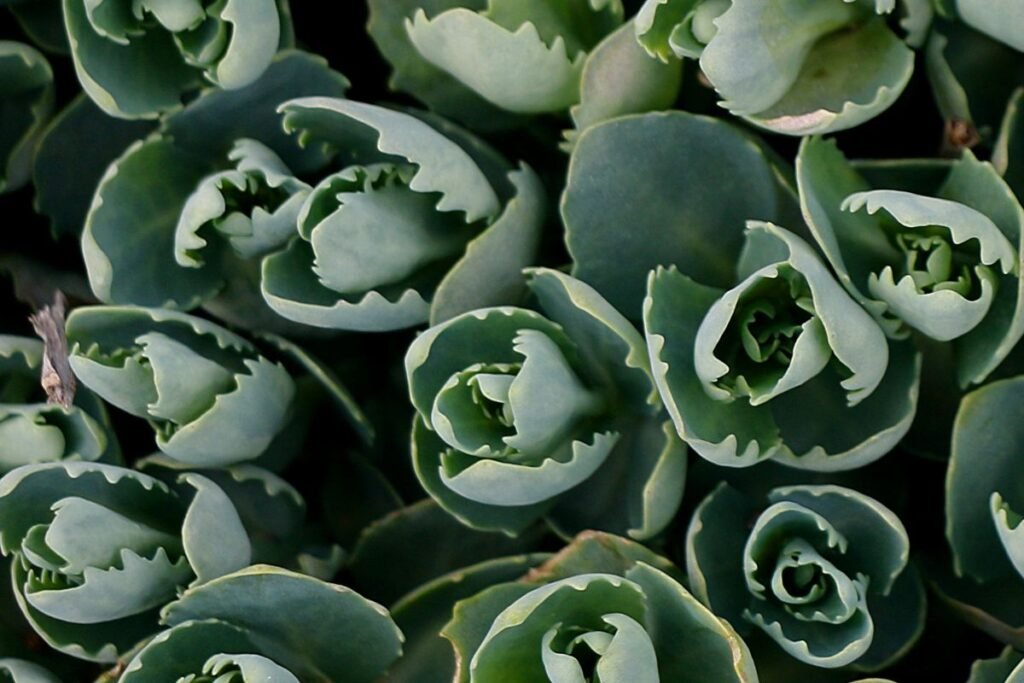 Descubra se seu Aranto está recebendo o cuidado que merece