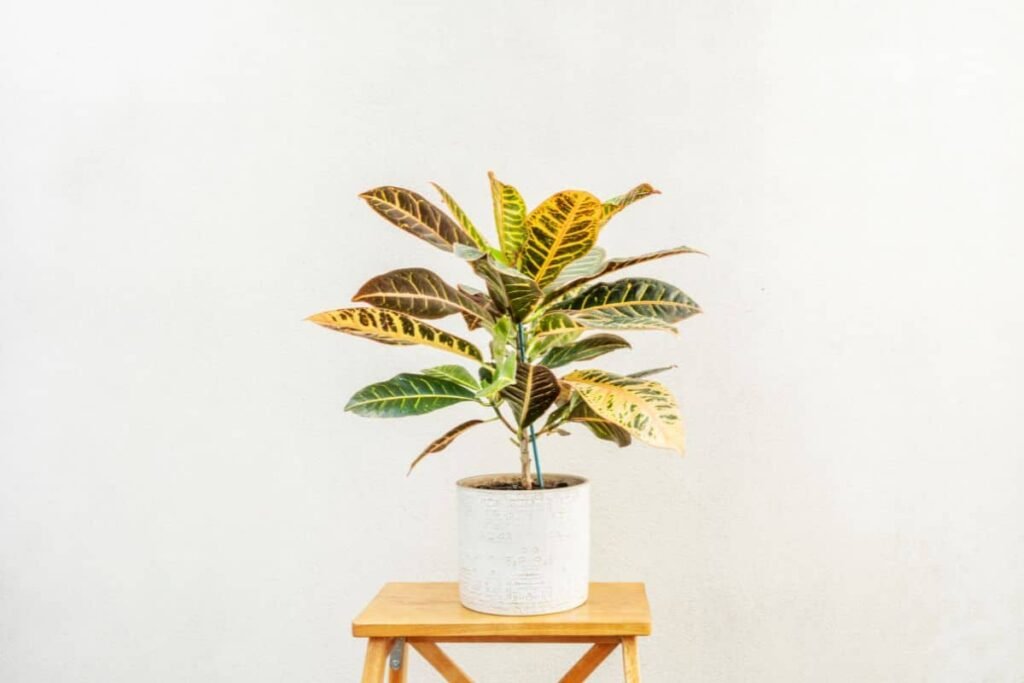 Por que tanta gente anda querendo o Dois de Julho no vaso?